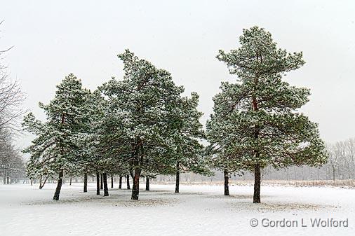 Cluster of Pines_04465.jpg - Photographed near Smiths Falls, Ontario, Canada.